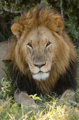Male Lion