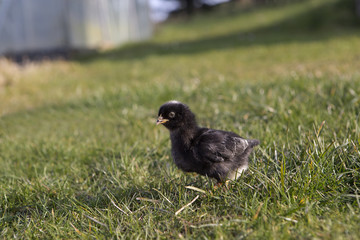 Newborn chicken on a meadow
