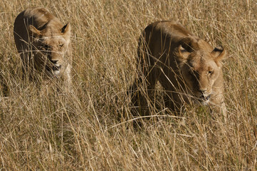 Female lions in grass