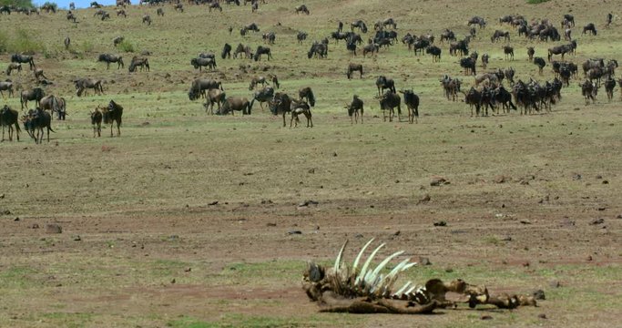 Blue Wildebeest Walking & Dead Carcass; Masai Mara 9th September 16 Am; Maasai Mara, Kenya, Africa