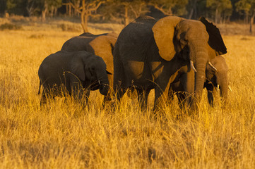 Elephant Herd late sunset