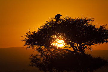 Vulture in tree at sunset