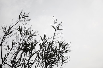 Black and white tone Plant with sky