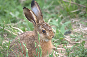 Feldhase im Gras