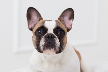 portrait of a dog of a French bulldog at home in a light interior close-up
