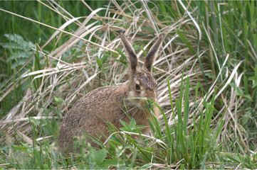 Feldhase im Gras