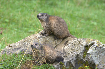 Murmeltiere auf Stein