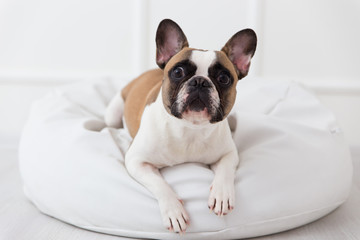 portrait of a dog of a French bulldog at home in a light interior close-up