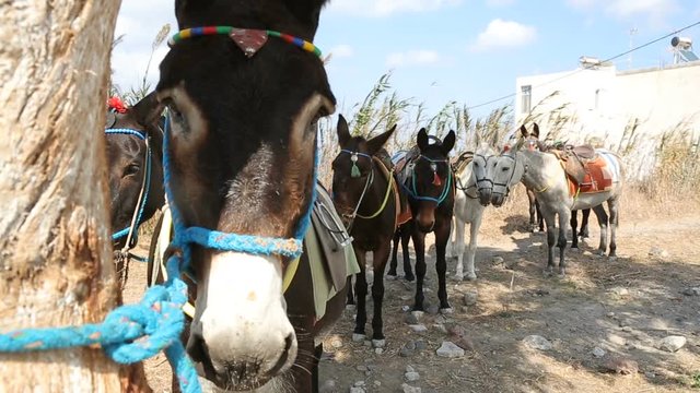 Domestic donkeys standing in row tied up with rope, local means of transport
