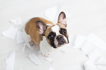 Home pet destruction on white bathroom floor with some piece of toilet paper. Pet care abstract photo. Small guilty dog with funny face.