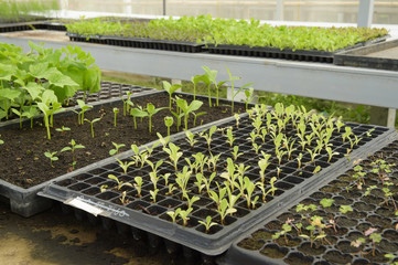 Growing organic vegetable farms for background