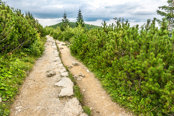Fototapeta na wymiar Green landscape with mountain trail in wilderness, road with stones leading through thicket of pine and fir trees in highlands