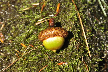A green and brown acorn rests against a green moss covered rock. © BottlecapPhotography