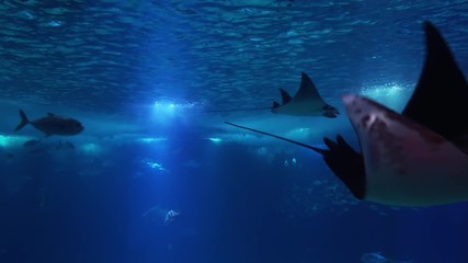 Underwater life of a coral reef. Sharks, rays and other fish. Large aquarium.