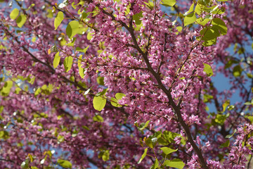 Spring cherry blossoms