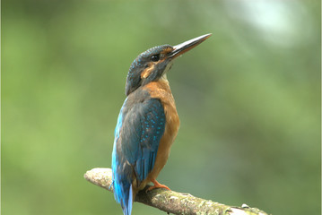 Eisvogel auf Ast