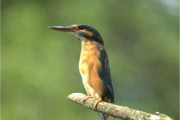 Eisvogel auf Ast