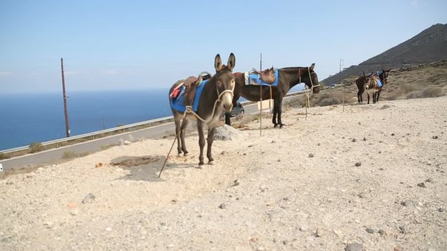 Cars running along highway, riding donkeys standing tied up on hill, contrast