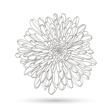 Hand-drawing floral background. Vector flower chrysanthemum. Element for design.