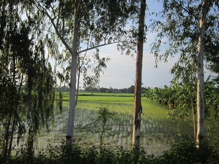 Eucalyptus trees and rice paddies