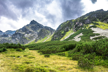 Fototapeta na wymiar Green meadow in mountains, landscape
