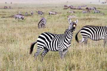 Obraz na płótnie Canvas Zebra species of African equids (horse family) united by their distinctive black and white striped coats in different patterns, unique to each individual in Serengeti, Tanzania