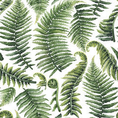 Watercolor fern leaves - obrazy, fototapety, plakaty