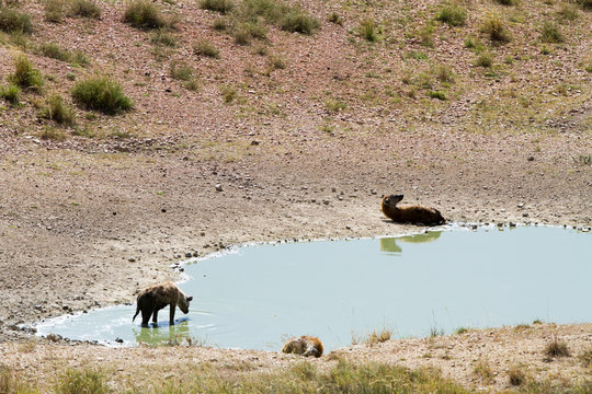 The spotted hyena (Crocuta crocuta), also known as the laughing hyena is a species of hyenas or hyaenas feliform carnivoran mammals of the family Hyaenidae in Serengeti ecosystem, Tanzania