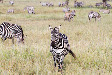 Zebra species of African equids (horse family) united by their distinctive black and white striped coats in different patterns, unique to each individual in Serengeti, Tanzania