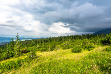 Obraz premium Green landscape in mountains, valley with forest and meadow with spring grass, Carpathians, Tatra National Park in Poland