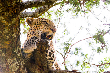 Naklejka na ściany i meble The leopard (Panthera pardus), species in the genus Panthera, a member of the Felidae in a tree in Serengeti ecosystem, Tanzania, Africa