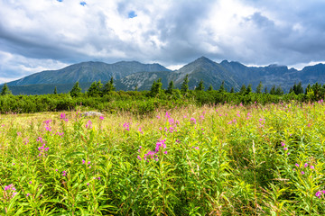 Green landscape in mountains, hills, pine trees and meadow with spring grass, Carpathians, Tatra National Park in Poland
