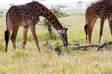 Naklejka na ściany i meble The giraffe (Giraffa), genus of African even-toed ungulate mammals, the tallest living terrestrial animals and the largest ruminants, part the Big Five game animals in Serengeti, Tanzania
