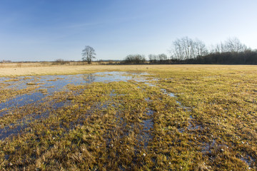 Marshy wild meadow and clear sky