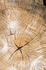 Naklejka premium annual rings on a tree trunk