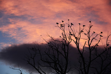 Fototapeta premium sunset, tree, sky, sun, nature, silhouette, sunrise, landscape, grass, clouds, trees, evening, field, morning, winter, forest, orange, plant, branches, summer, autumn, branch