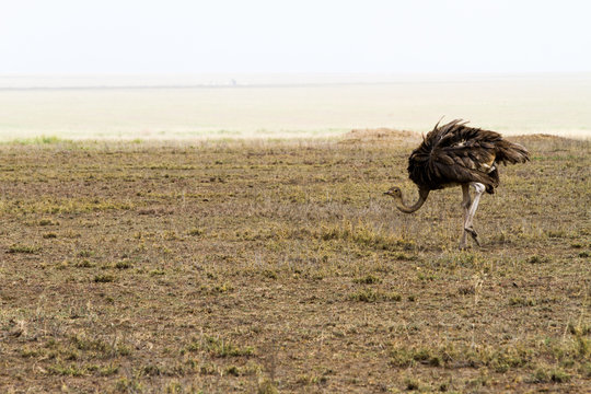 The ostrich or common ostrich (Struthio camelus) is either one or two species of large flightless birds native to Africa, the only living member(s) of the genus Struthio, which is in the ratite family