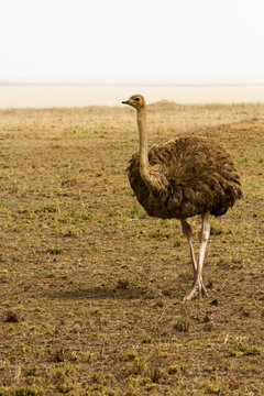 The ostrich or common ostrich (Struthio camelus) is either one or two species of large flightless birds native to Africa, the only living member(s) of the genus Struthio, which is in the ratite family