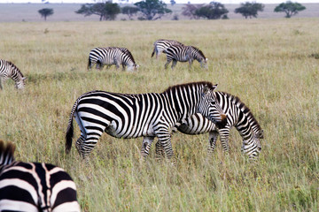 Fototapeta na wymiar Zebra species of African equids (horse family) united by their distinctive black and white striped coats in different patterns, unique to each individual in Serengeti, Tanzania