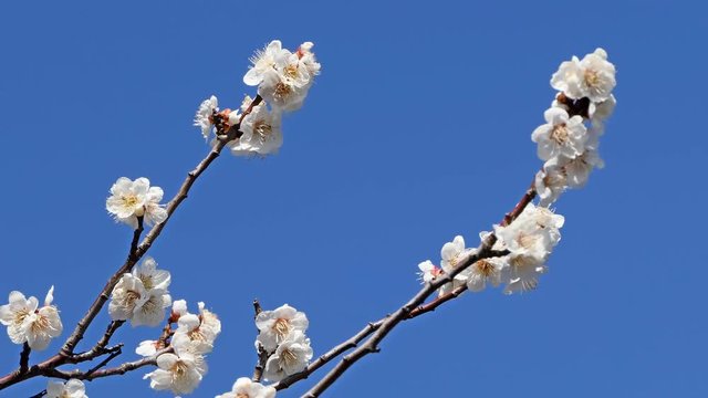 青空に咲く梅の花 後フォーカス
