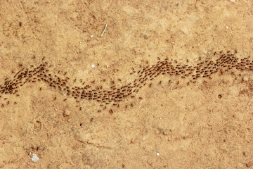 Ants are moving in line.