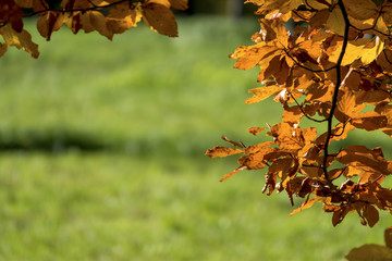 a leaf in the autumn