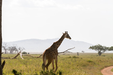 The giraffe (Giraffa), genus of African even-toed ungulate mammals, the tallest living terrestrial animals and the largest ruminants, part the Big Five game animals in Serengeti, Tanzania