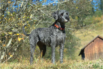 Jagdhund