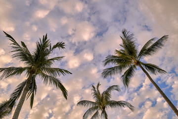 Fototapeta na wymiar Palm trees on a colourful sunset background 