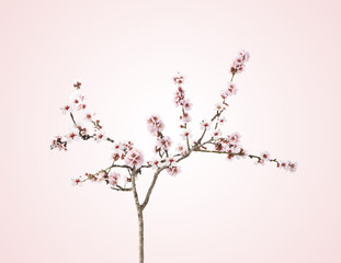 rama de la flor del almendro con fondo rosa