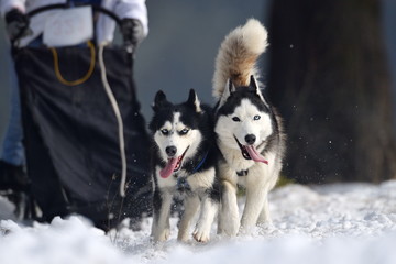 TUSNAD, ROMANIA - january 30: portrait of dogs  participating in the Dog Sled Racing Contest. On January 30, 2017 in TUSNAD, Romania