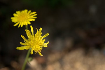 Dandelion flower