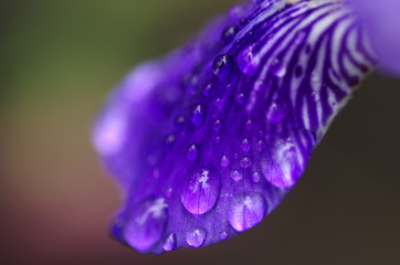 drops, petal, flower, plant, rain, freshness, texture, background, iris