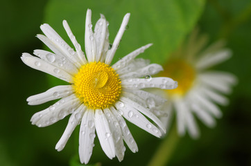 drops, rain, summer, garden, villa, plant, medicinal herbs, advertising, chamomile, flowers